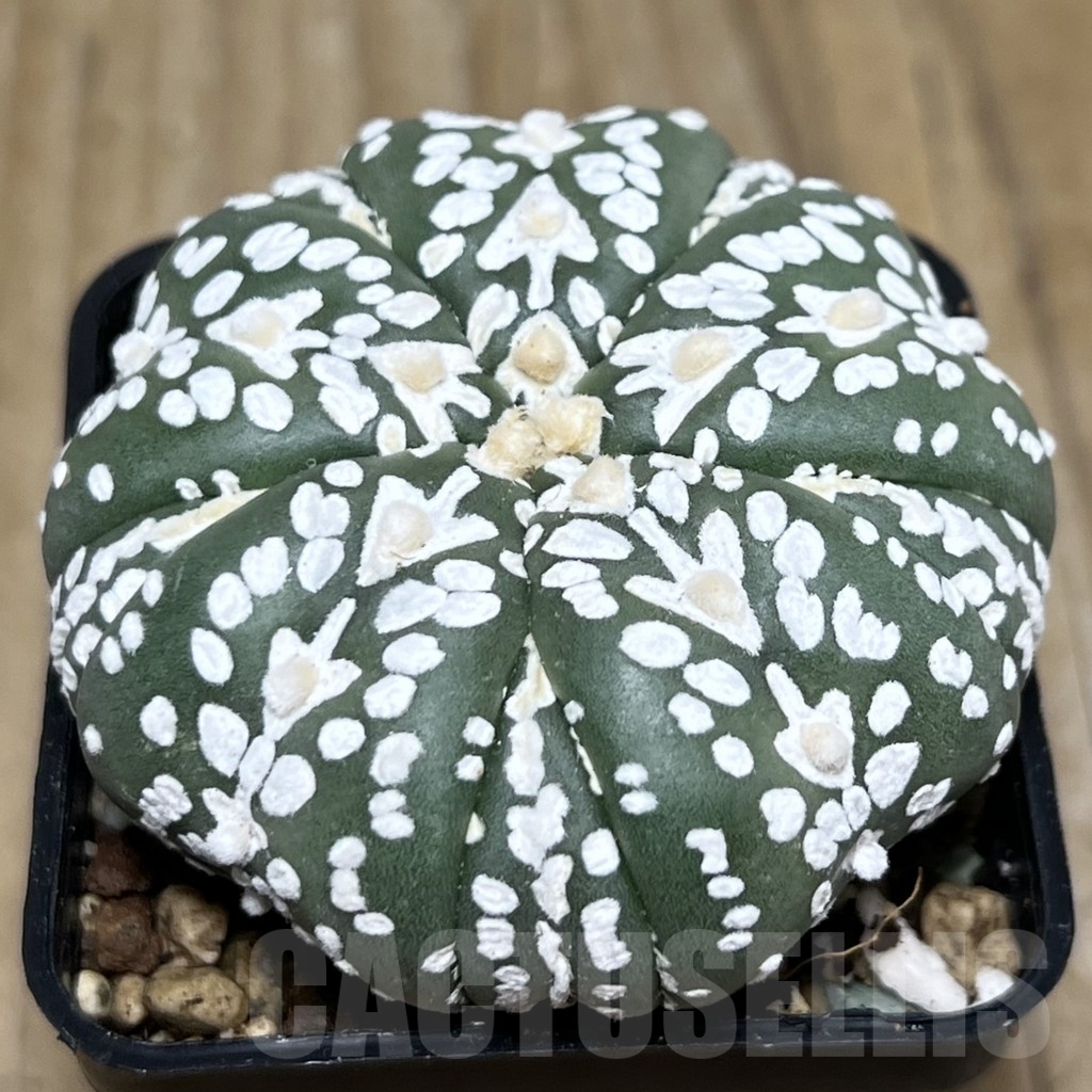 SHPR22323 Astrophytum asterias ‘Miracle’ V-Type, 5-ribs – Image 2