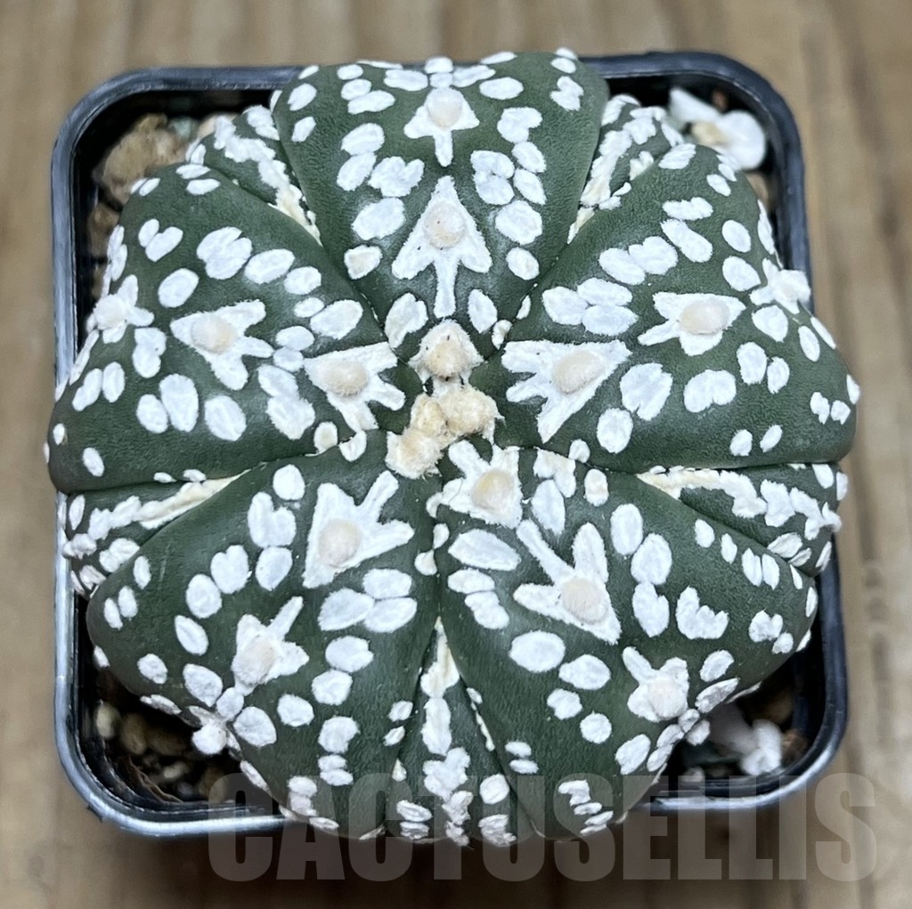 SHPR22323 Astrophytum asterias ‘Miracle’ V-Type, 5-ribs