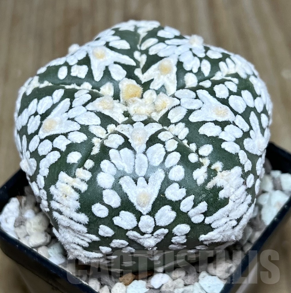 SHPR22440 Astrophytum asterias ‘Super Kabuto’ V-type 5-ribs - Image 2