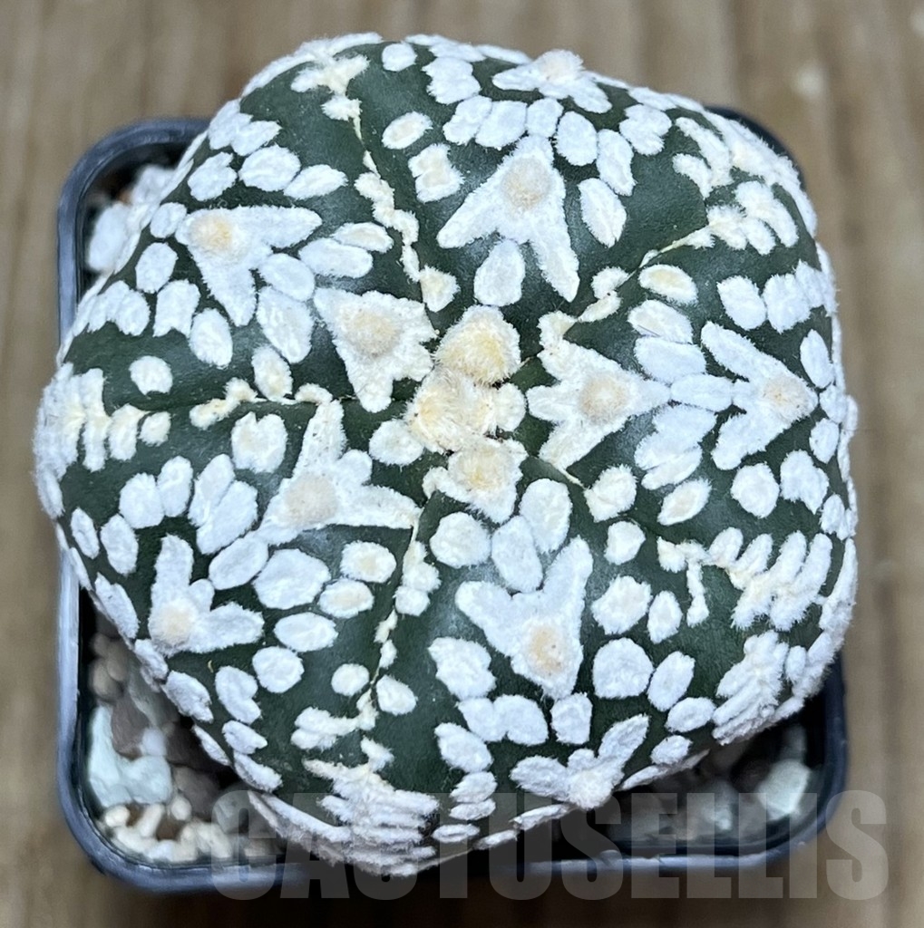 SHPR22440 Astrophytum asterias ‘Super Kabuto’ V-type 5-ribs