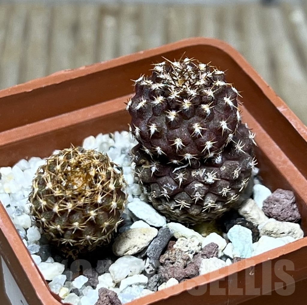 SHPR22443 Thelocephala aerocarpa AW 105, 2 plants