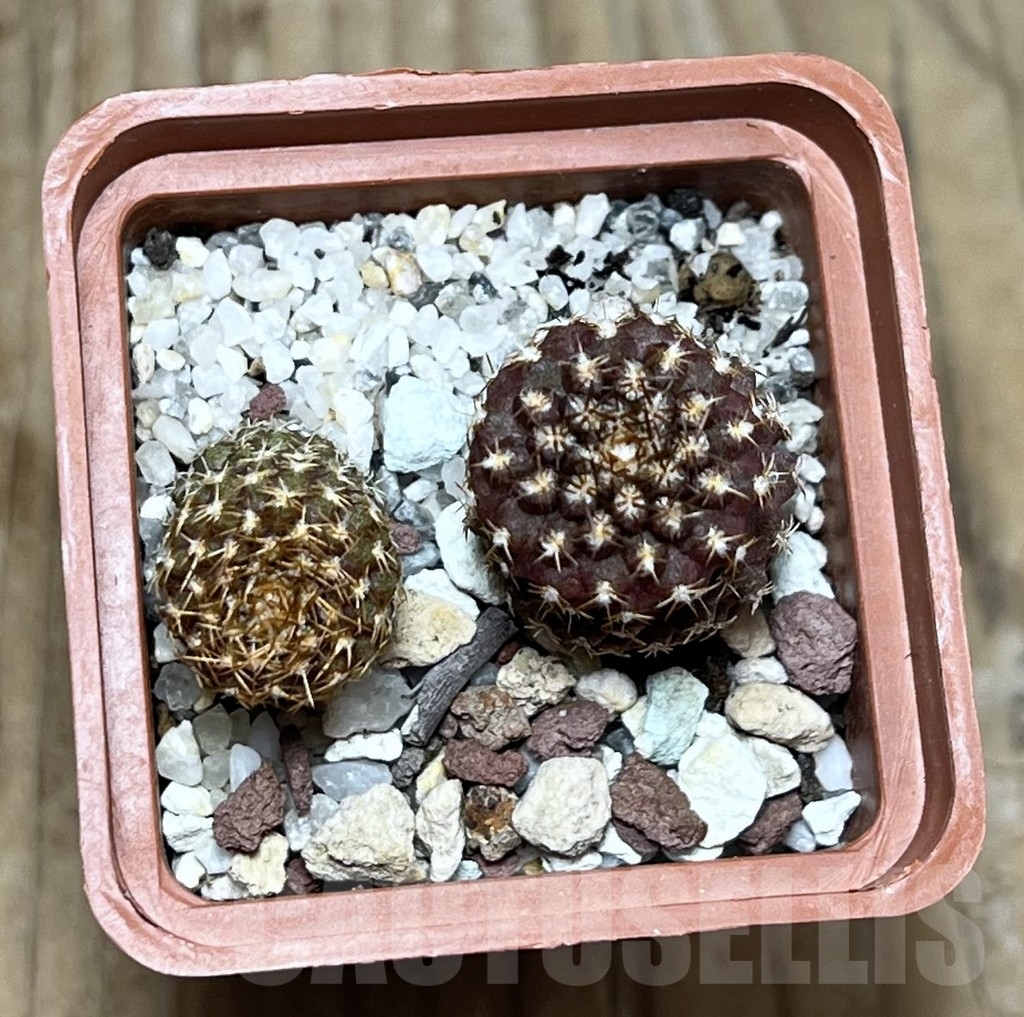 SHPR22443 Thelocephala aerocarpa AW 105, 2 plants - Image 2