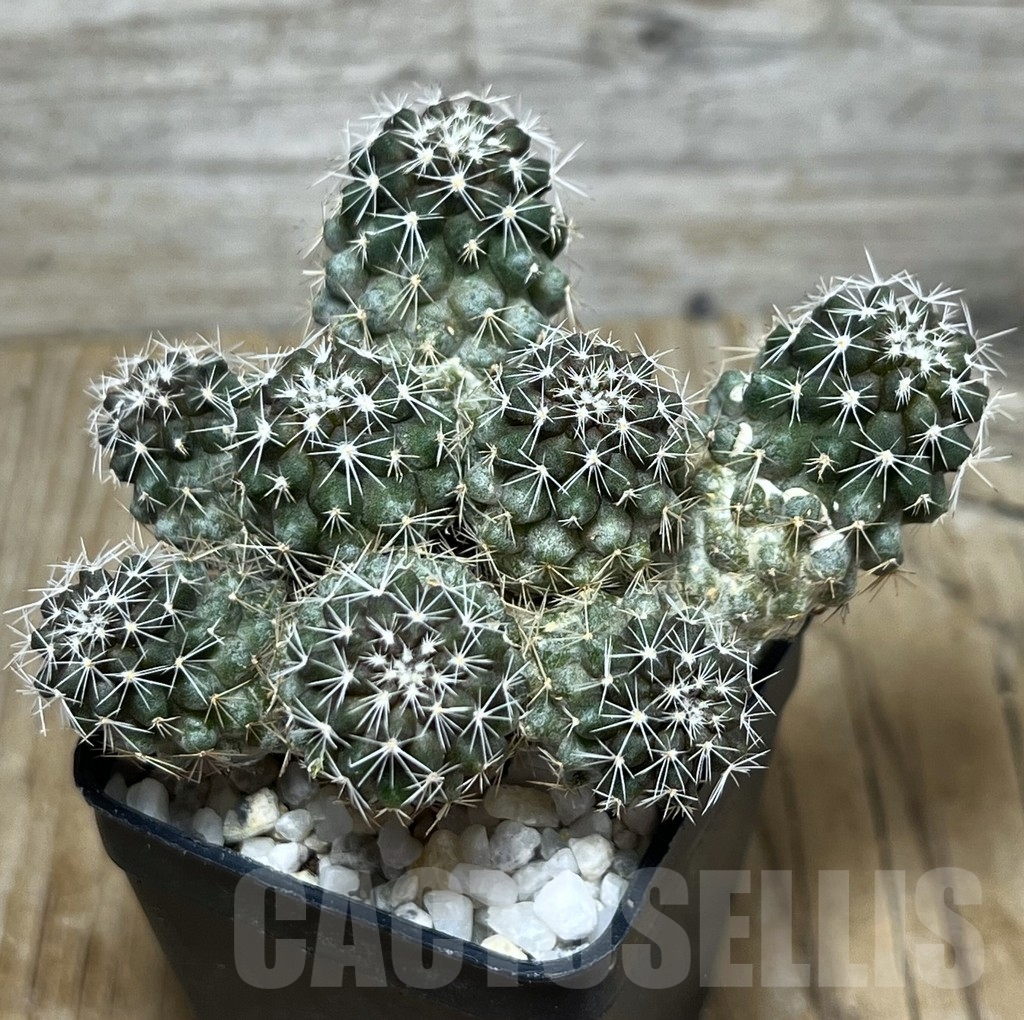 SHPR22448 Copiapoa sp.