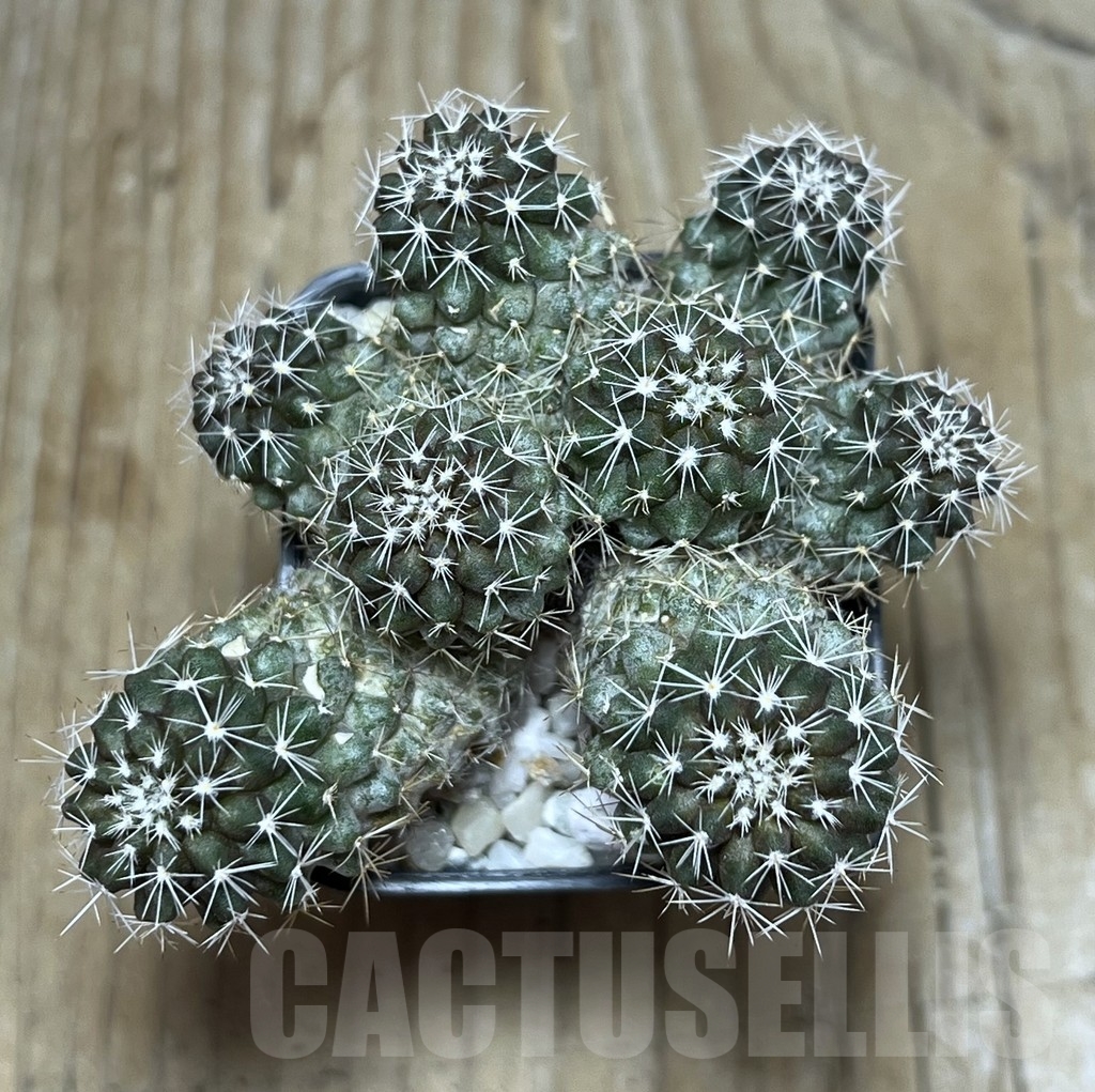 SHPR22448 Copiapoa sp. - Image 2