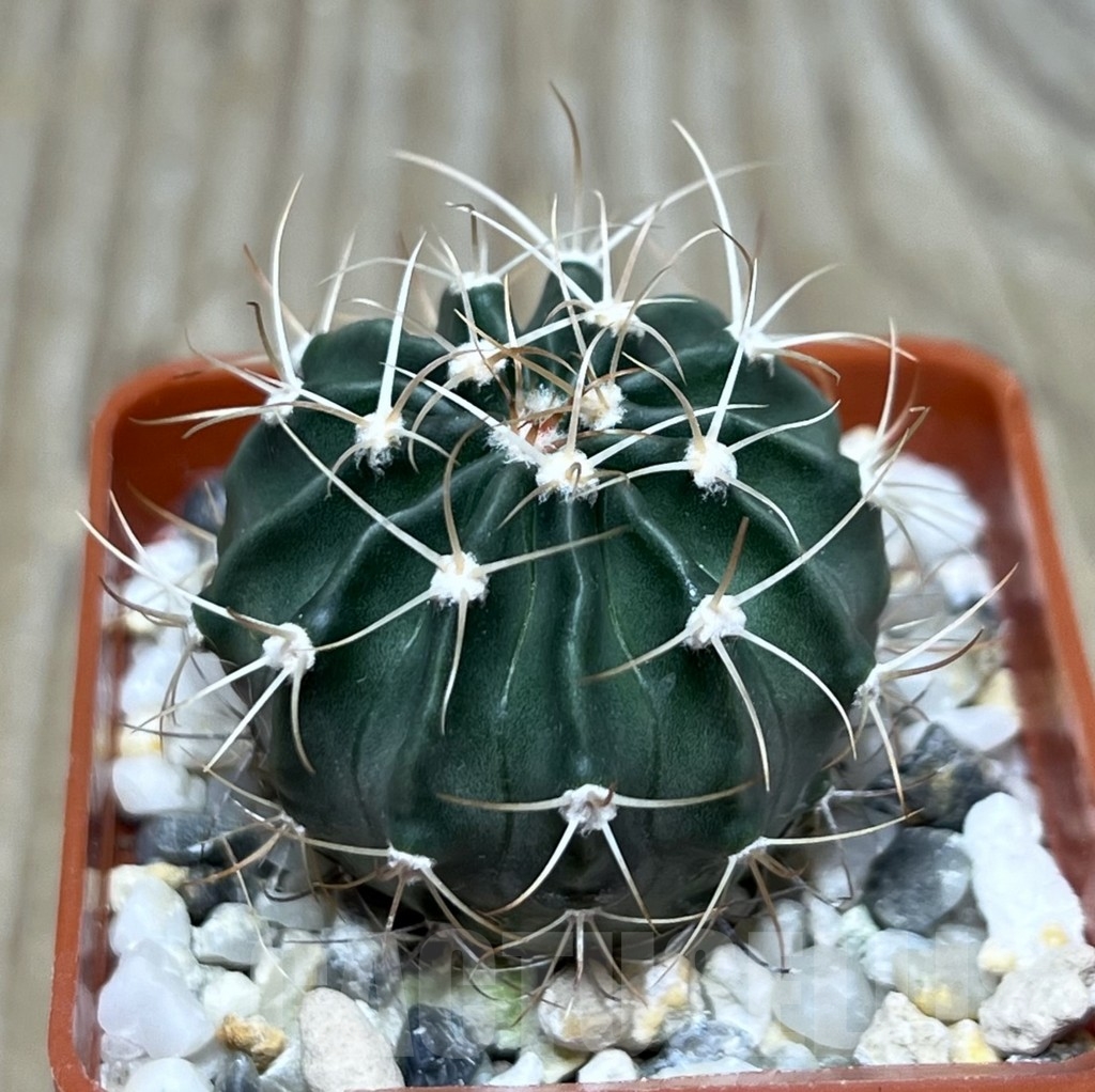 SHPR22449 Echinocactus texensis -Artesie- ex MG 177.15