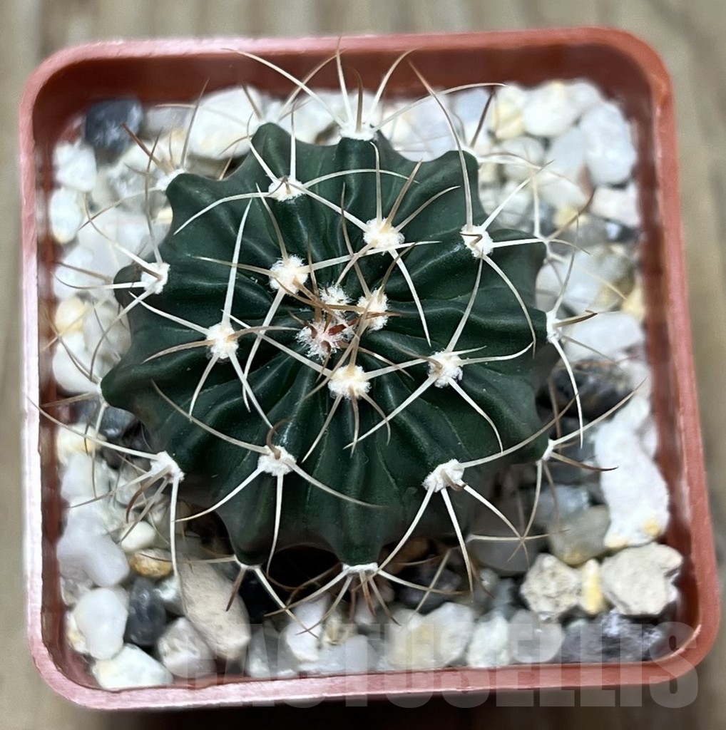 SHPR22449 Echinocactus texensis -Artesie- ex MG 177.15 - Image 2