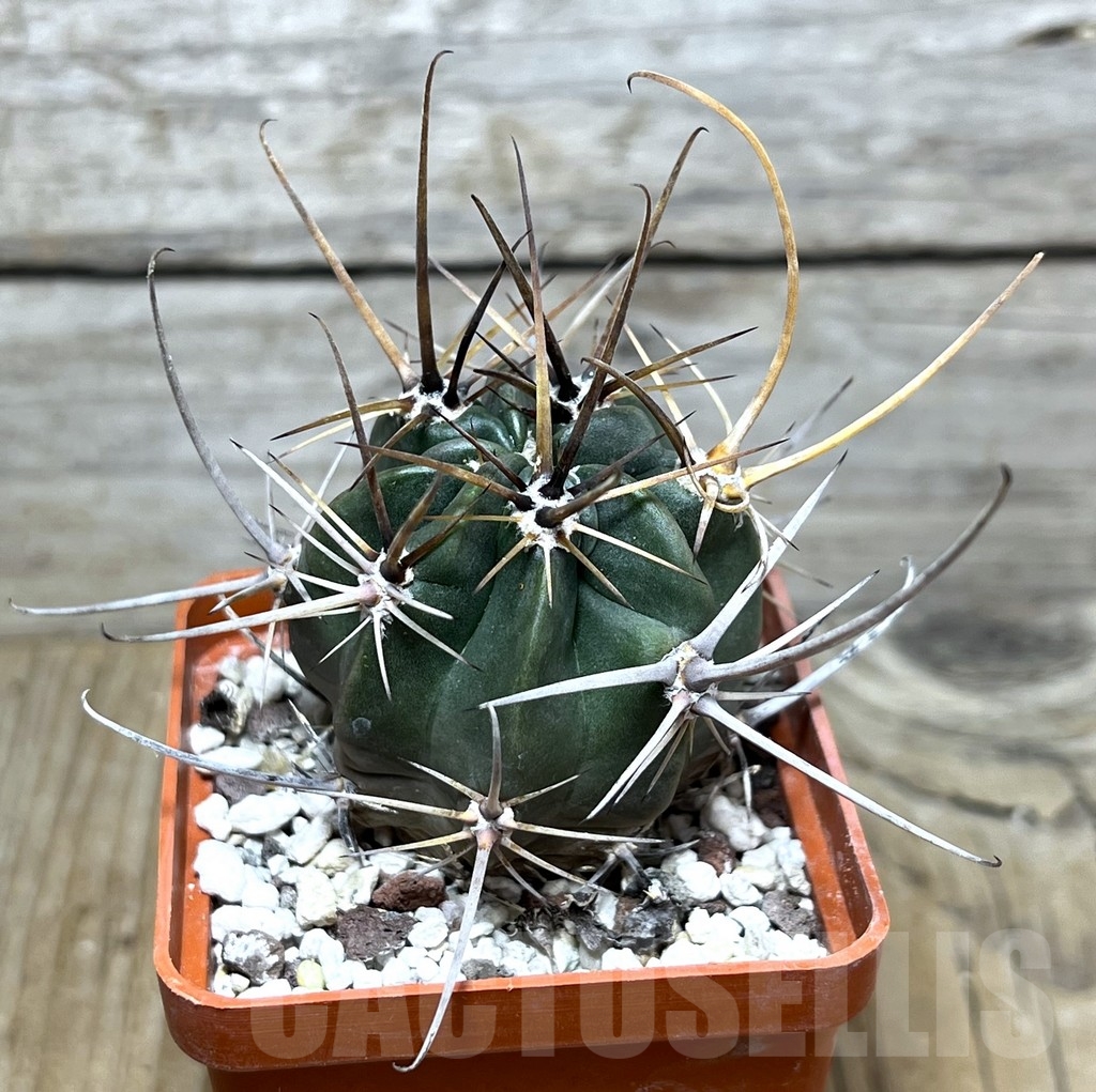 SHPR22450 Lobivia ferox sp.