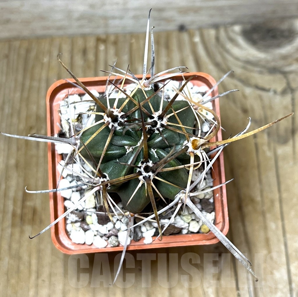 SHPR22450 Lobivia ferox sp. - Image 2