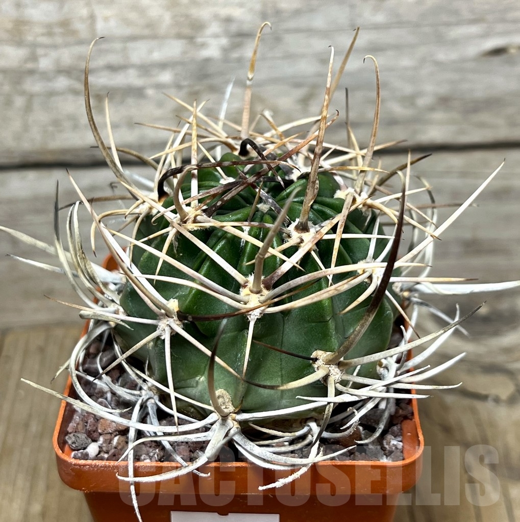 SHPR22451 Lobivia potosina x ferox