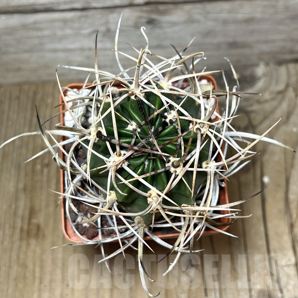 SHPR22451 Lobivia potosina x ferox - Image 2