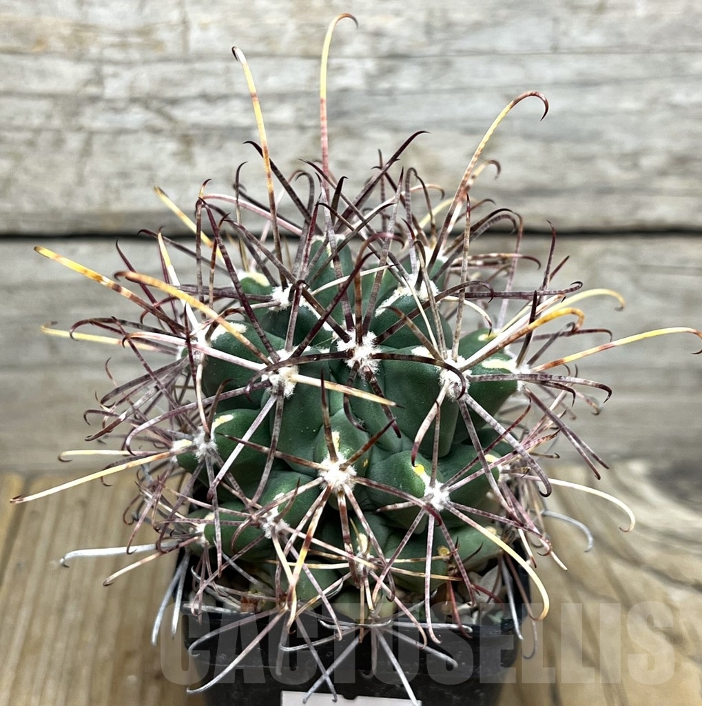 SHPR22452 Glandulicactus uncinatus v. wrightii
