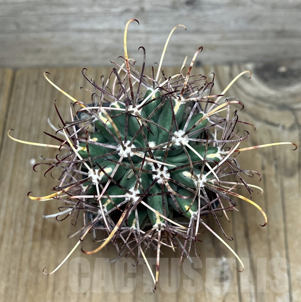 SHPR22452 Glandulicactus uncinatus v. wrightii - Image 2