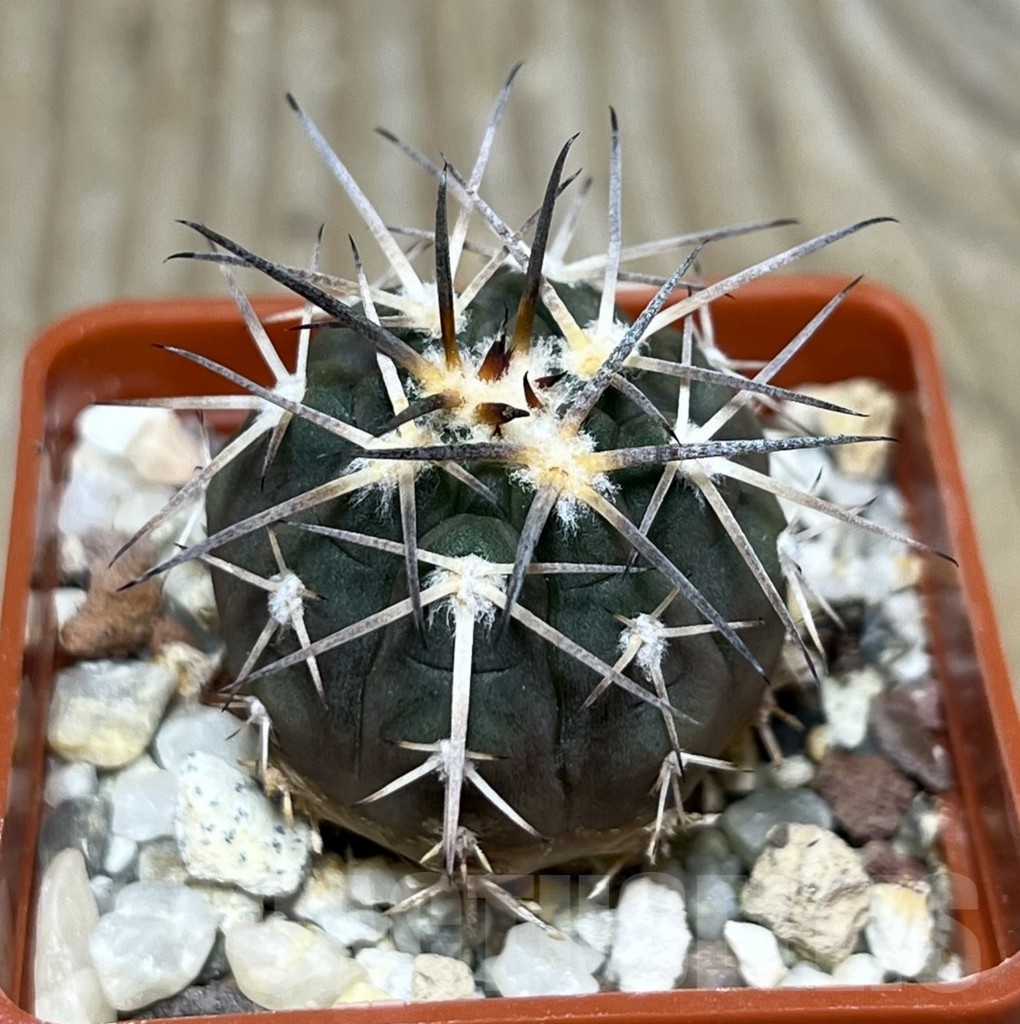 SHPR22460 Gymnocalycium spegazzinii v. major VS 107