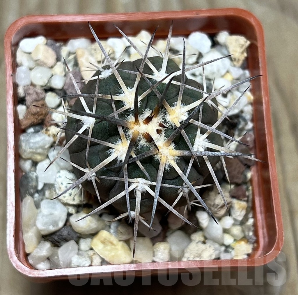SHPR22460 Gymnocalycium spegazzinii v. major VS 107 – Bild 2