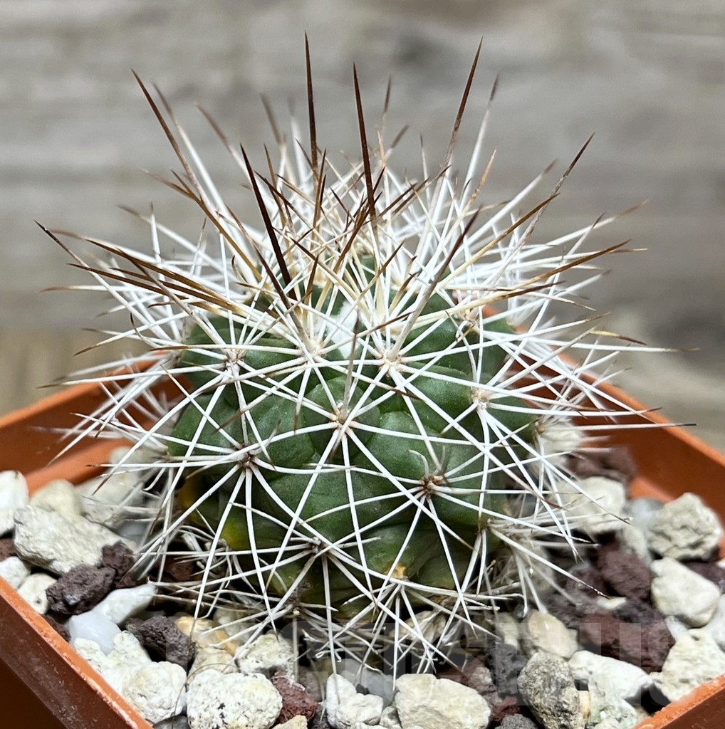 SHPR22461 Gymnocalycium horridispinum