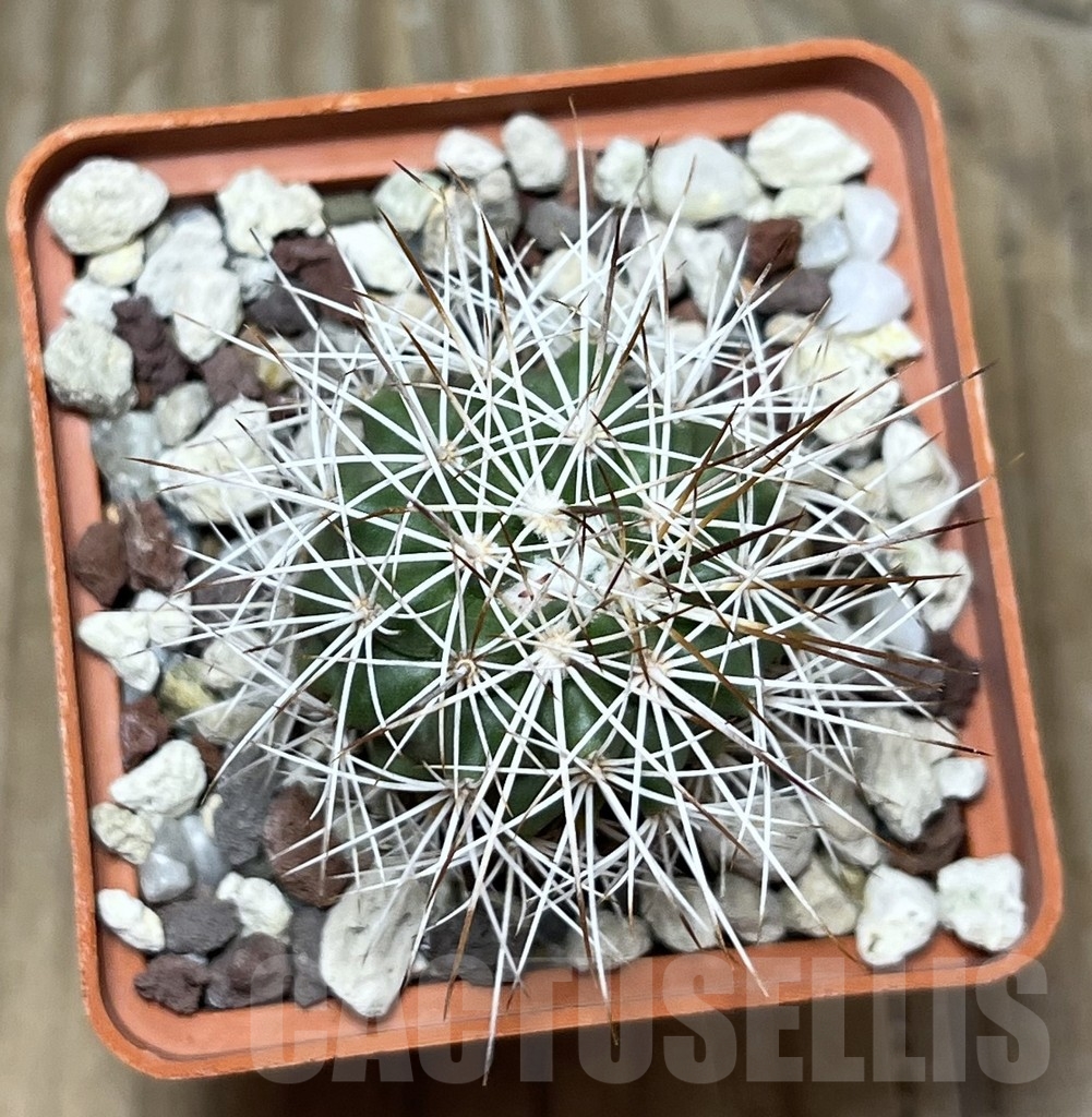 SHPR22461 Gymnocalycium horridispinum – Bild 2