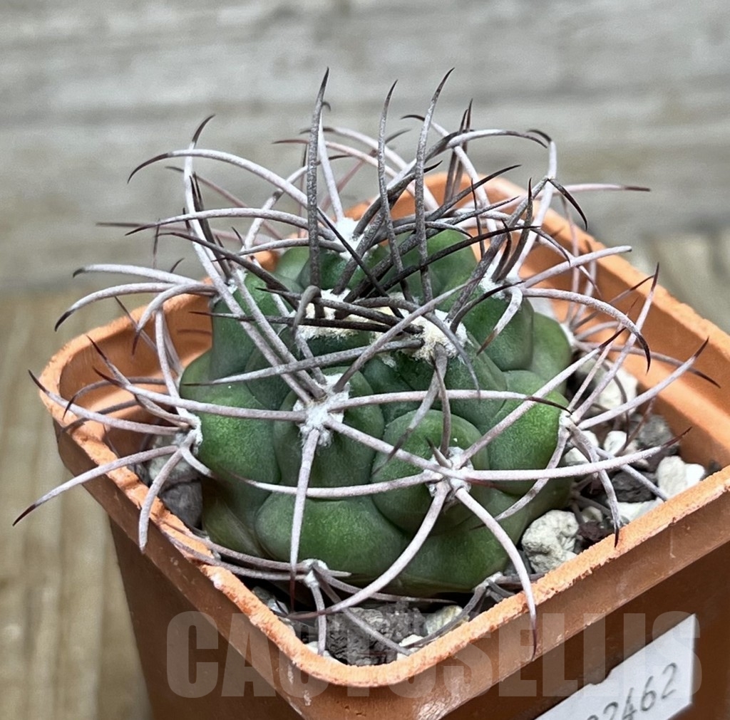 SHPR22462 Gymnocalycium saglionis VOS 828