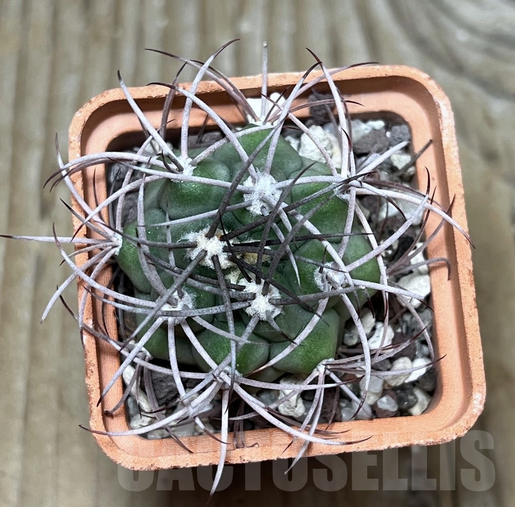 SHPR22462 Gymnocalycium saglionis VOS 828 – Bild 2