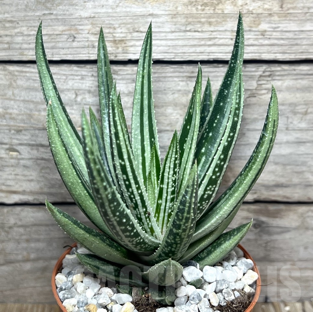 SHPR22526 Gasteraloe f. variegata