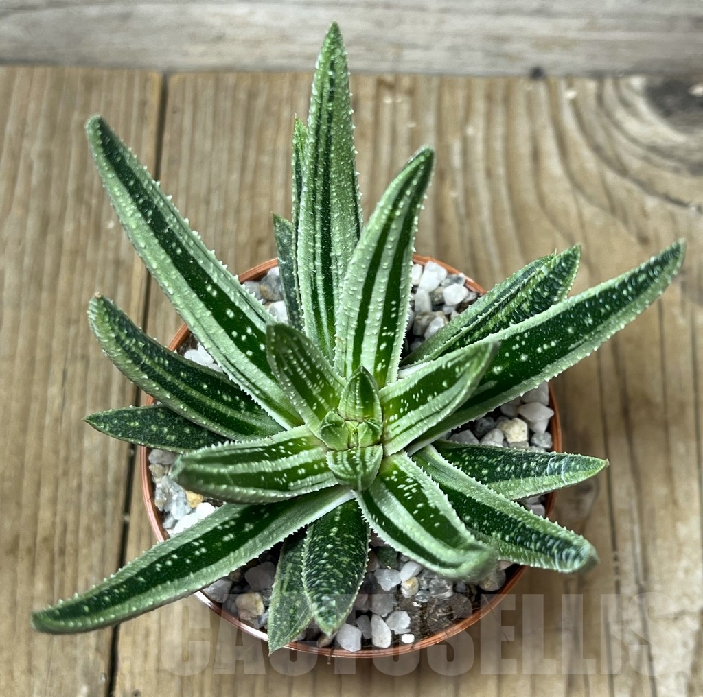 SHPR22526 Gasteraloe f. variegata - Image 2