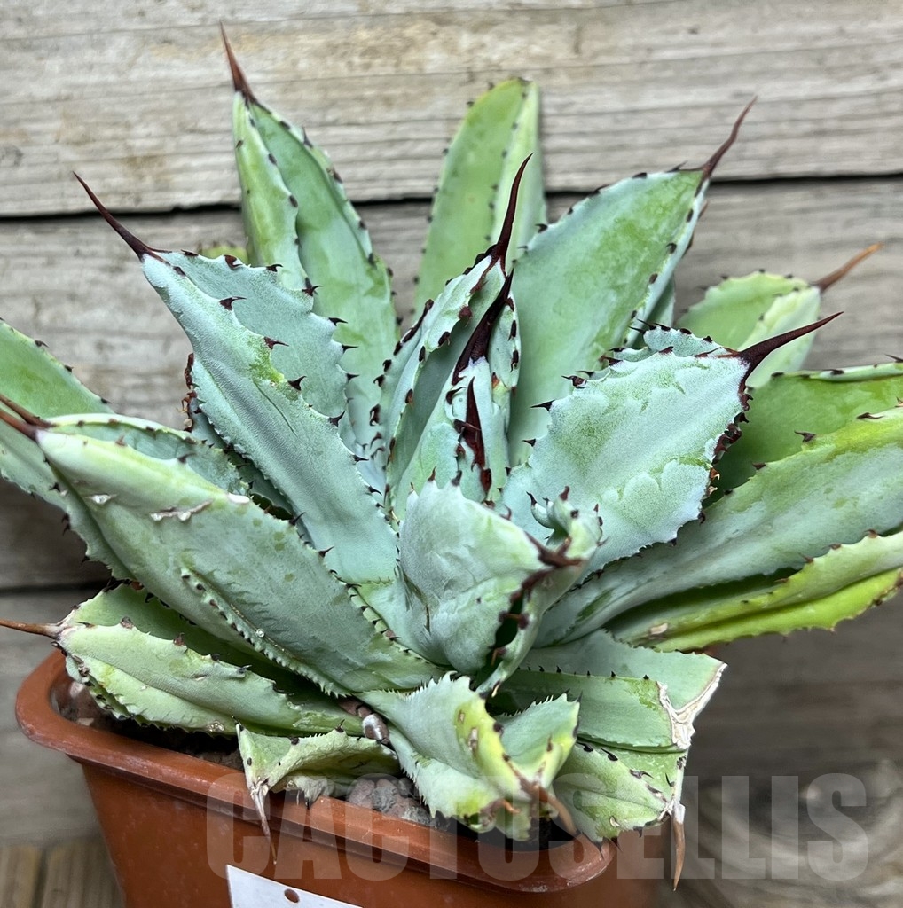 SHPR22529 Agave potatorum ‘Cubic’