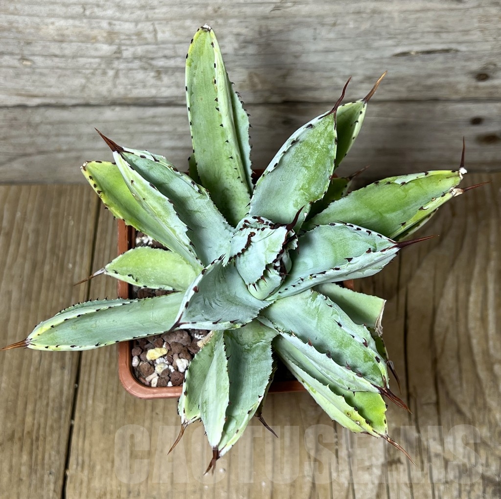 SHPR22529 Agave potatorum ‘Cubic’ - Image 2