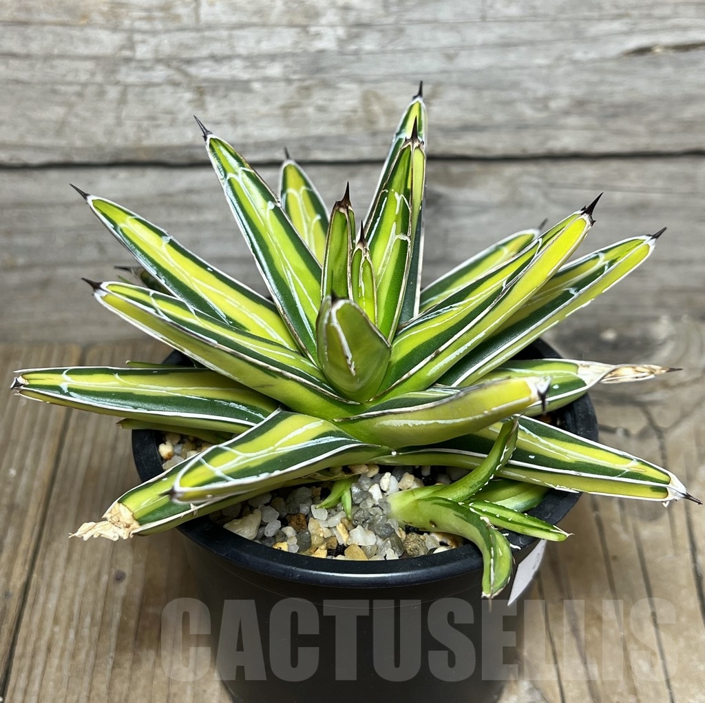 SHPR22532 Agave victoriae-reginae 'Mediopicta' f. variegata – Bild 2