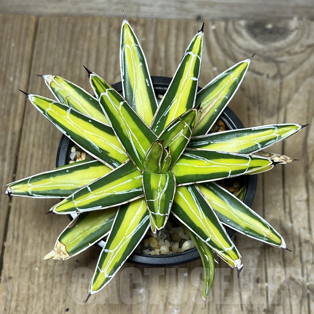 SHPR22532 Agave victoriae-reginae 'Mediopicta' f. variegata