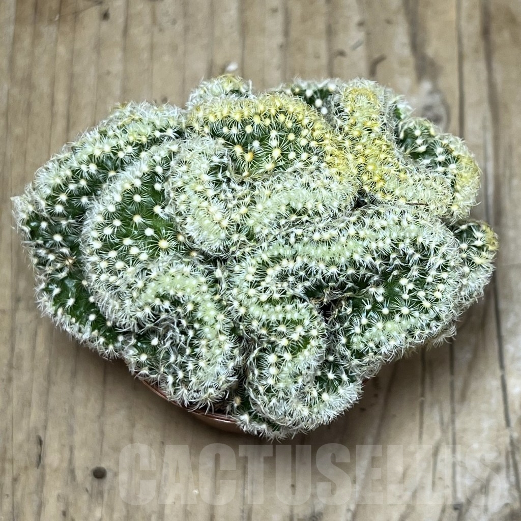 SHPR22538 Mammillaria elongata f. cristata - immagine 2