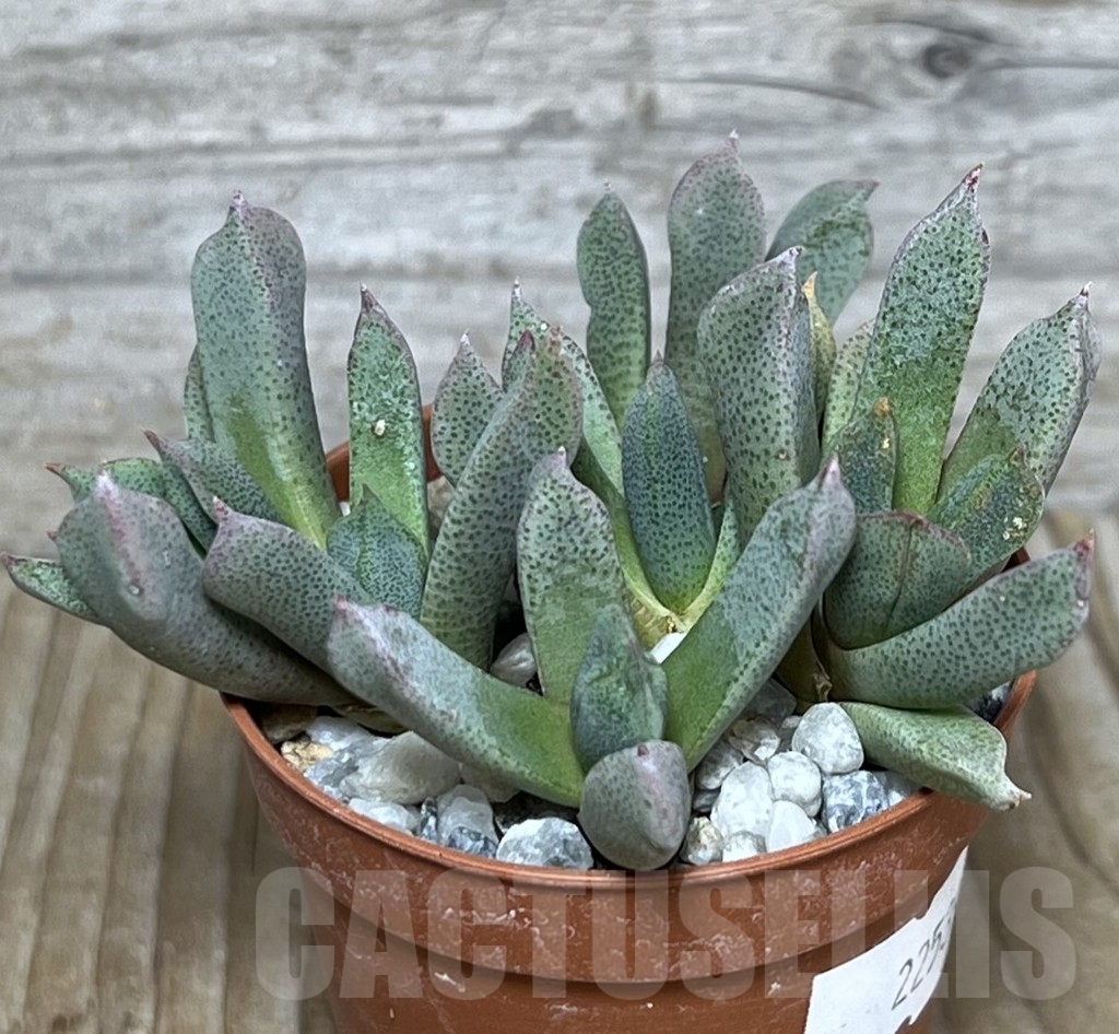 SHPR22539 Aloinopsis orpenii