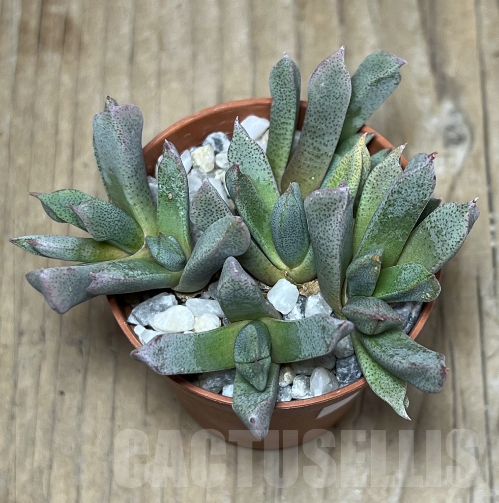 SHPR22539 Aloinopsis orpenii - Image 2