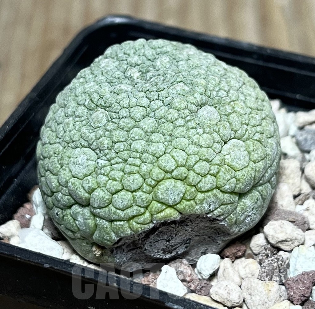 SHPR22543 Pseudolithos migiurtinus - Imagen 2