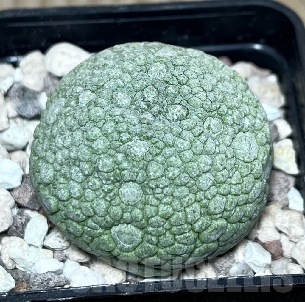 SHPR22543 Pseudolithos migiurtinus