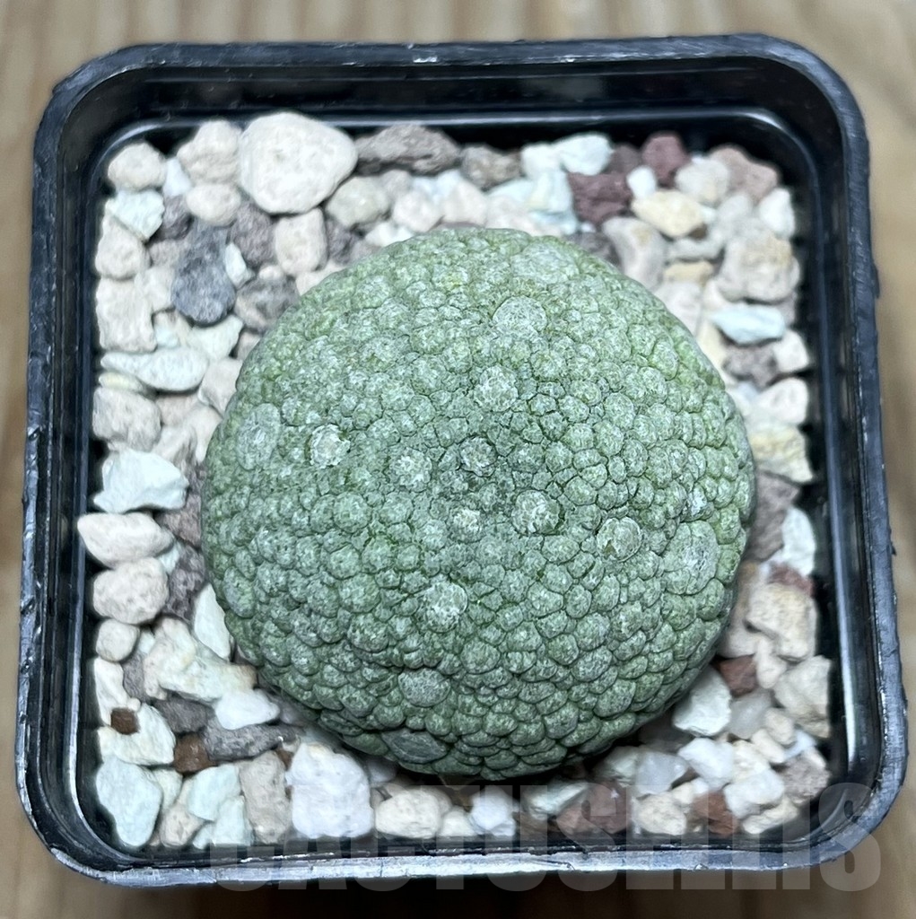SHPR22543 Pseudolithos migiurtinus - Imagen 3
