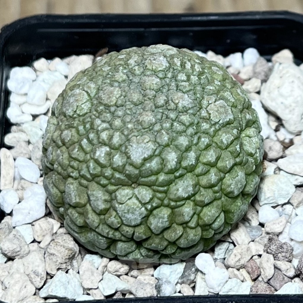 SHPR22544 Pseudolithos migiurtinus