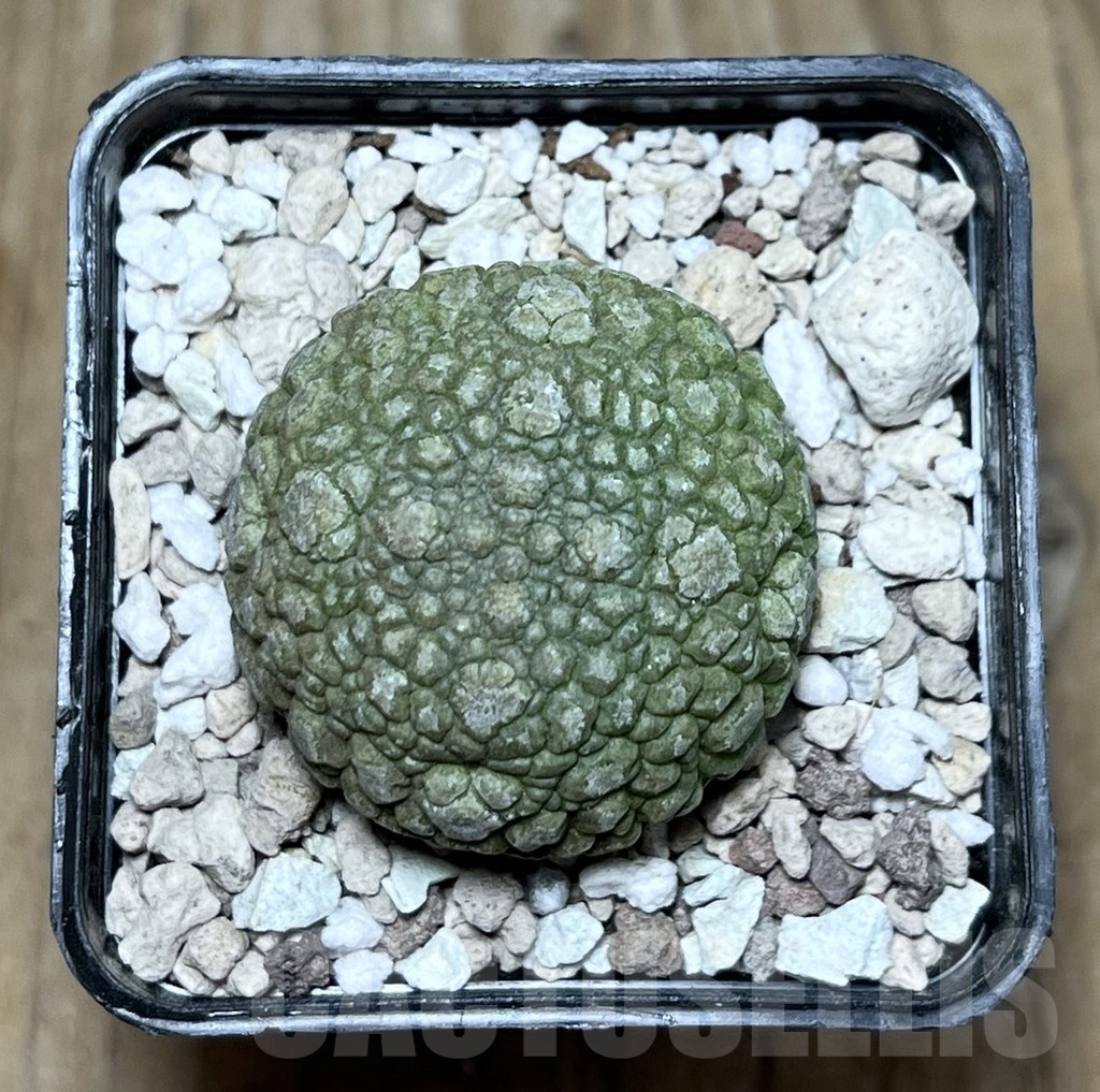 SHPR22544 Pseudolithos migiurtinus - 画像 (2)