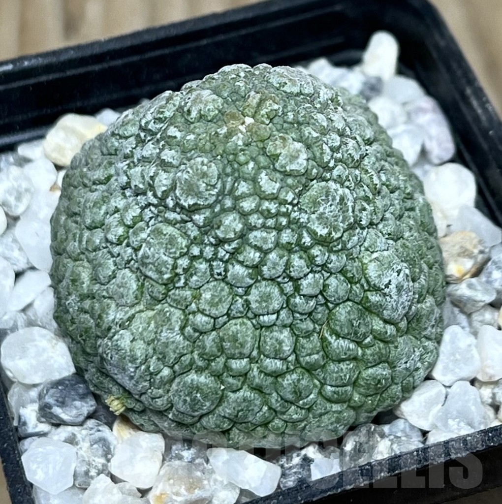 SHPR22545 Pseudolithos migiurtinus