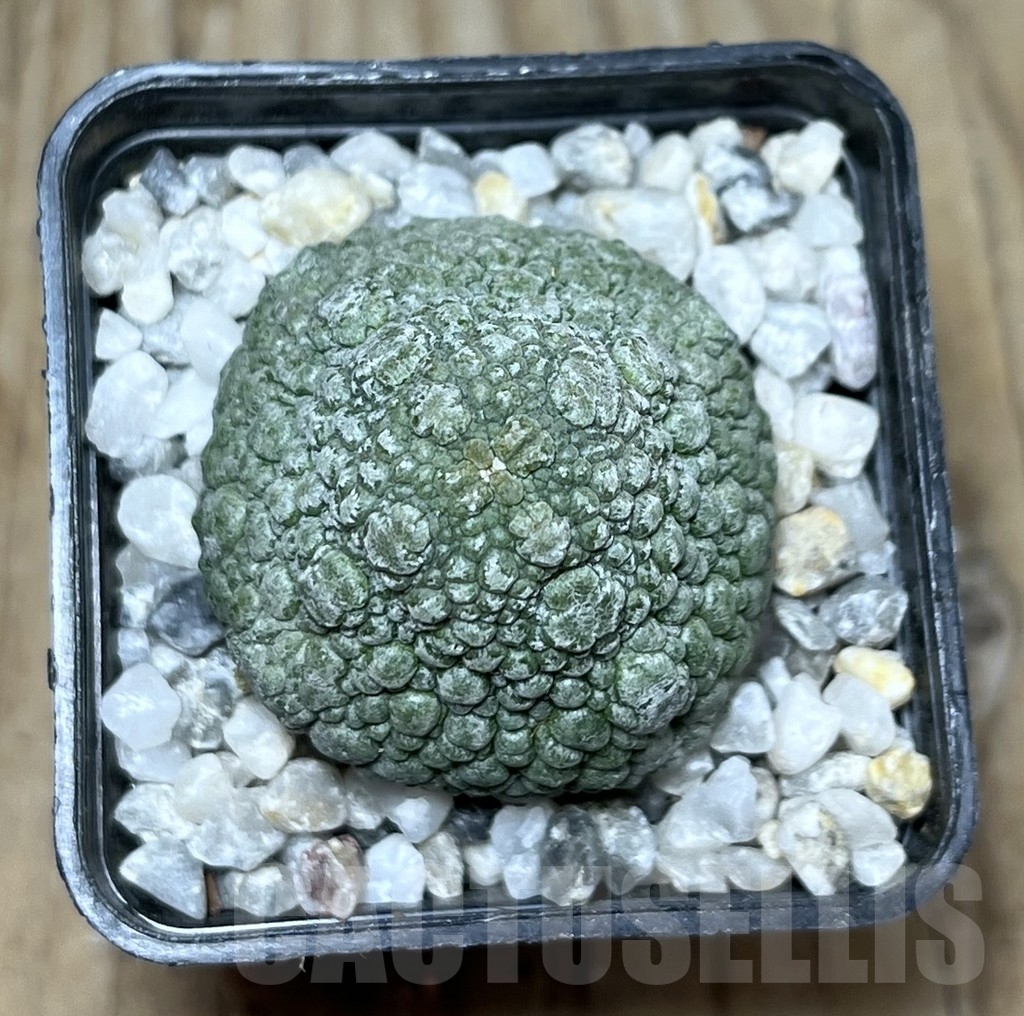 SHPR22545 Pseudolithos migiurtinus - 画像 (2)