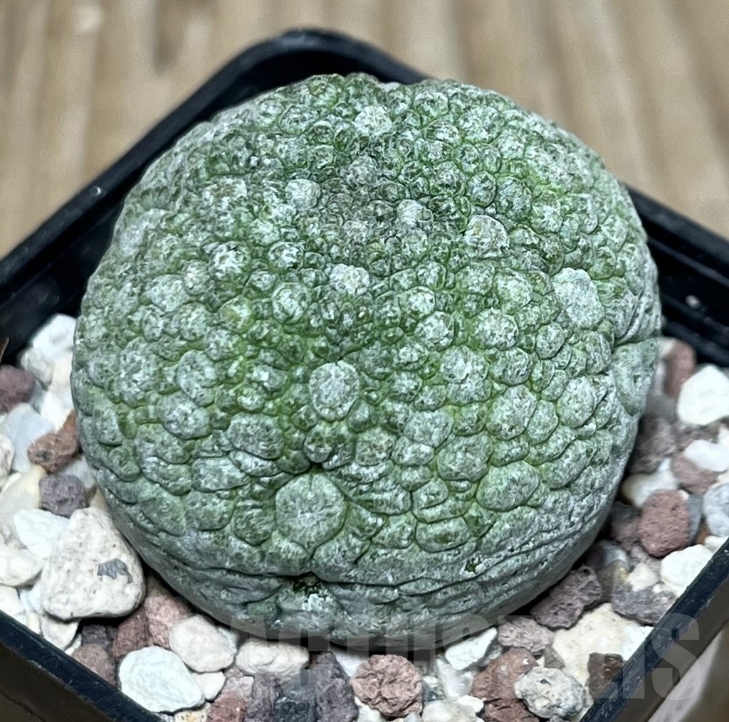 SHPR22546 Pseudolithos migiurtinus