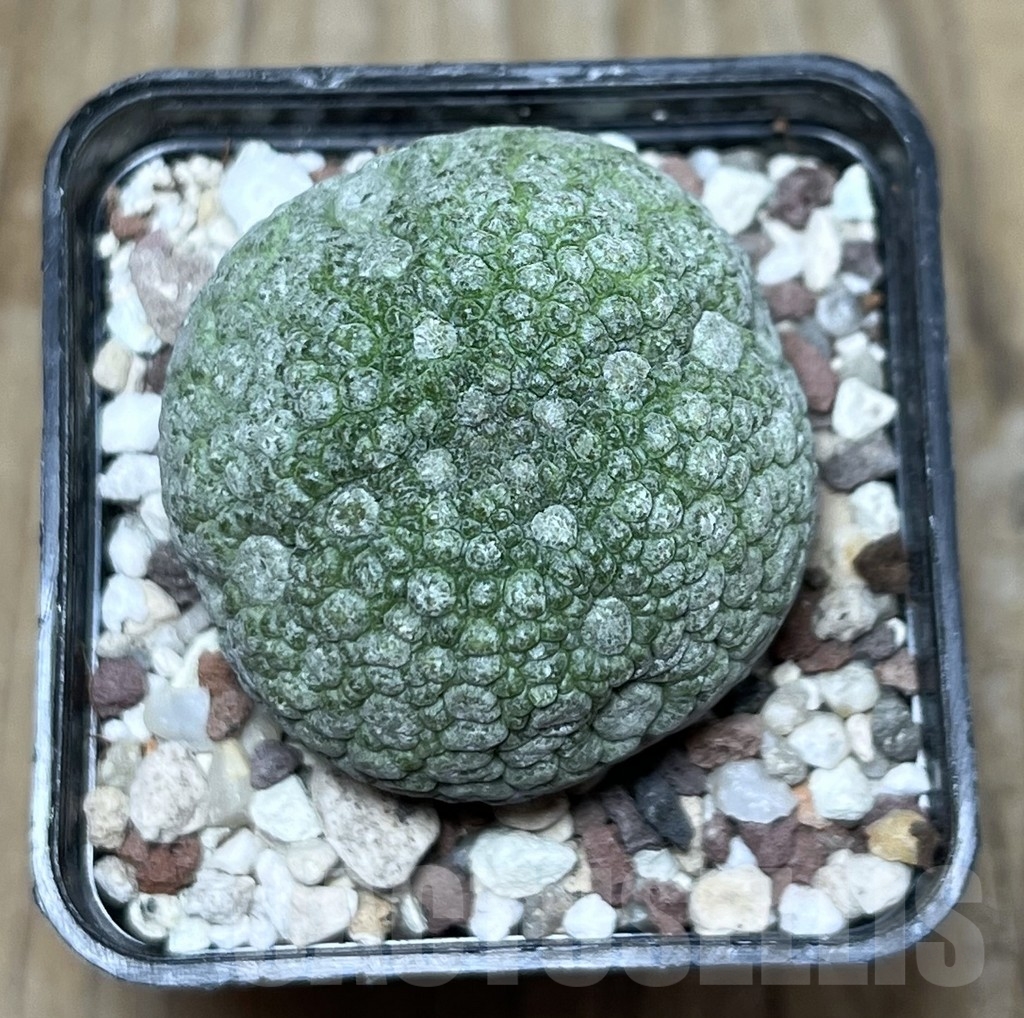 SHPR22546 Pseudolithos migiurtinus - Imagen 2
