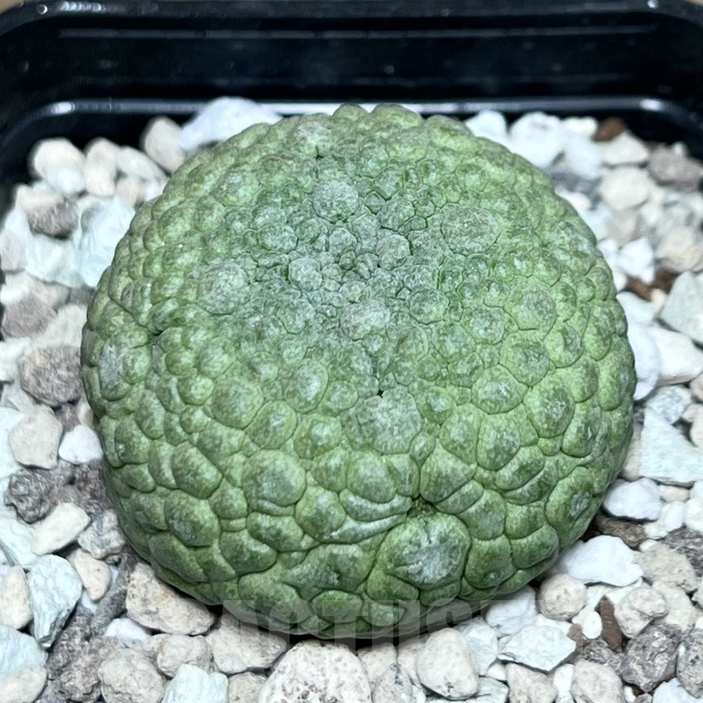 SHPR22547 Pseudolithos migiurtinus