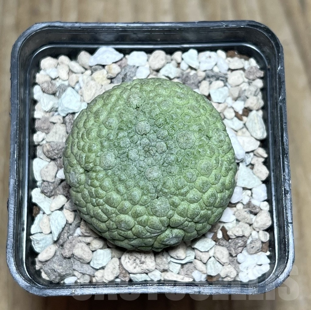 SHPR22547 Pseudolithos migiurtinus - Imagen 2