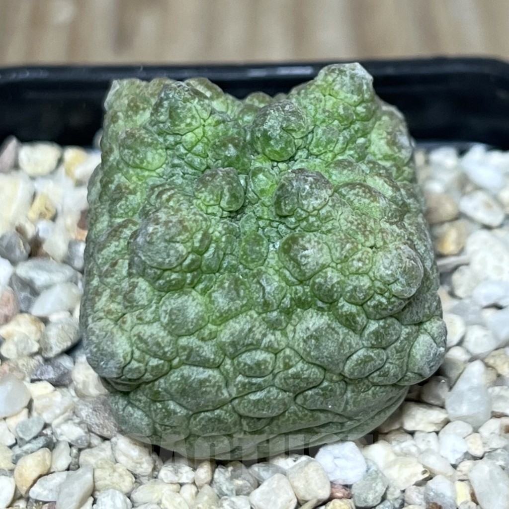 SHPR22548 Pseudolithos cubiformis