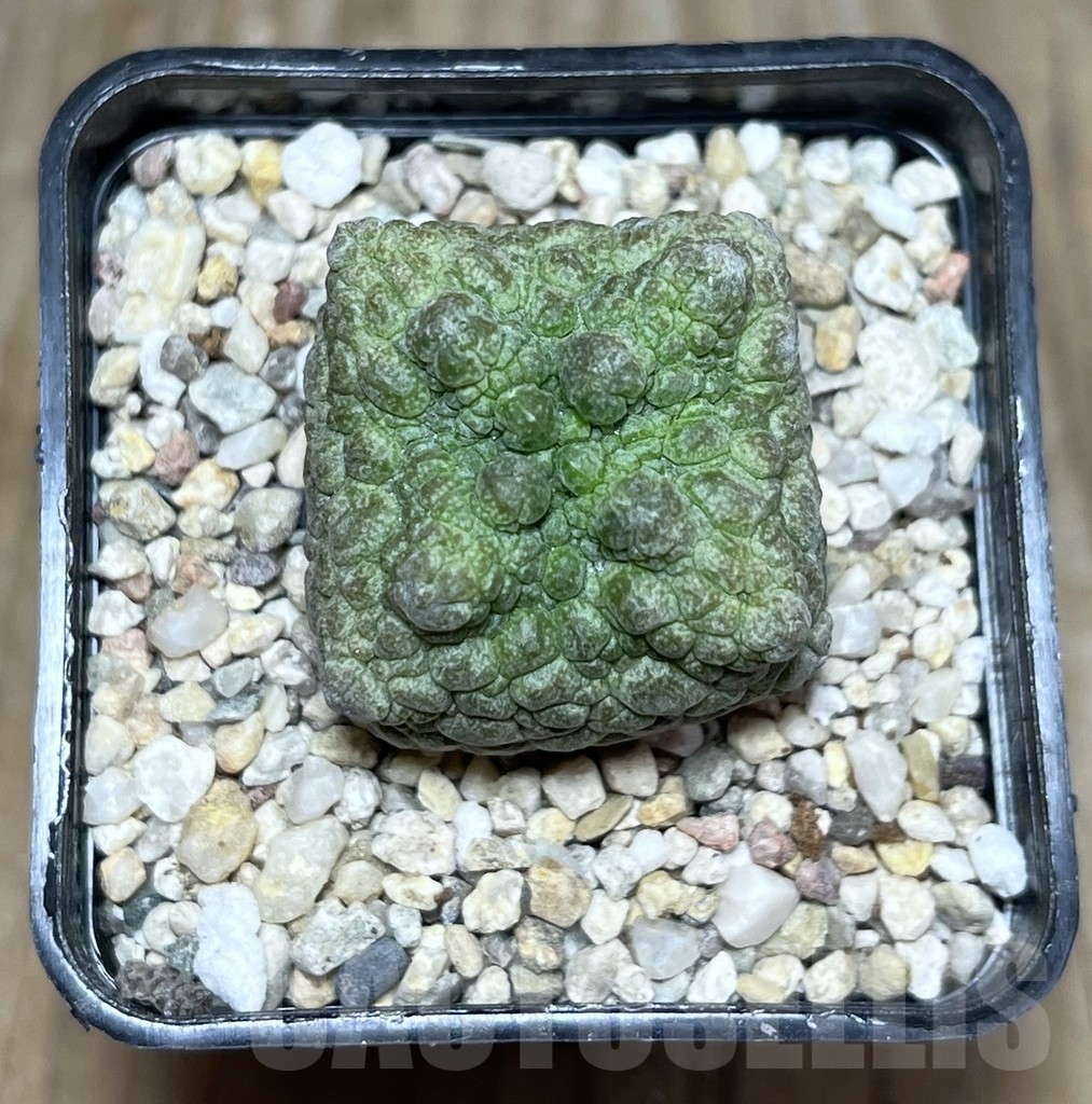 SHPR22548 Pseudolithos cubiformis - Imagen 2