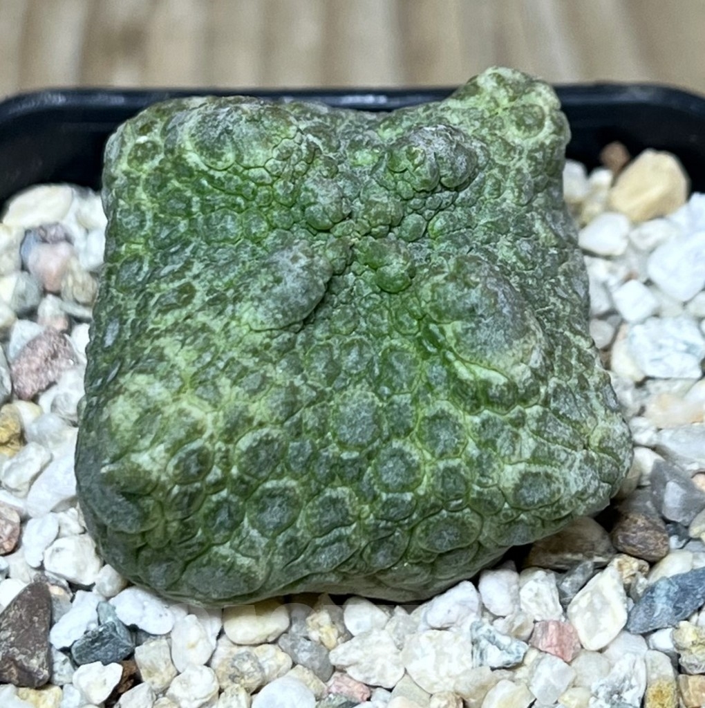 SHPR22553 Pseudolithos cubiformis
