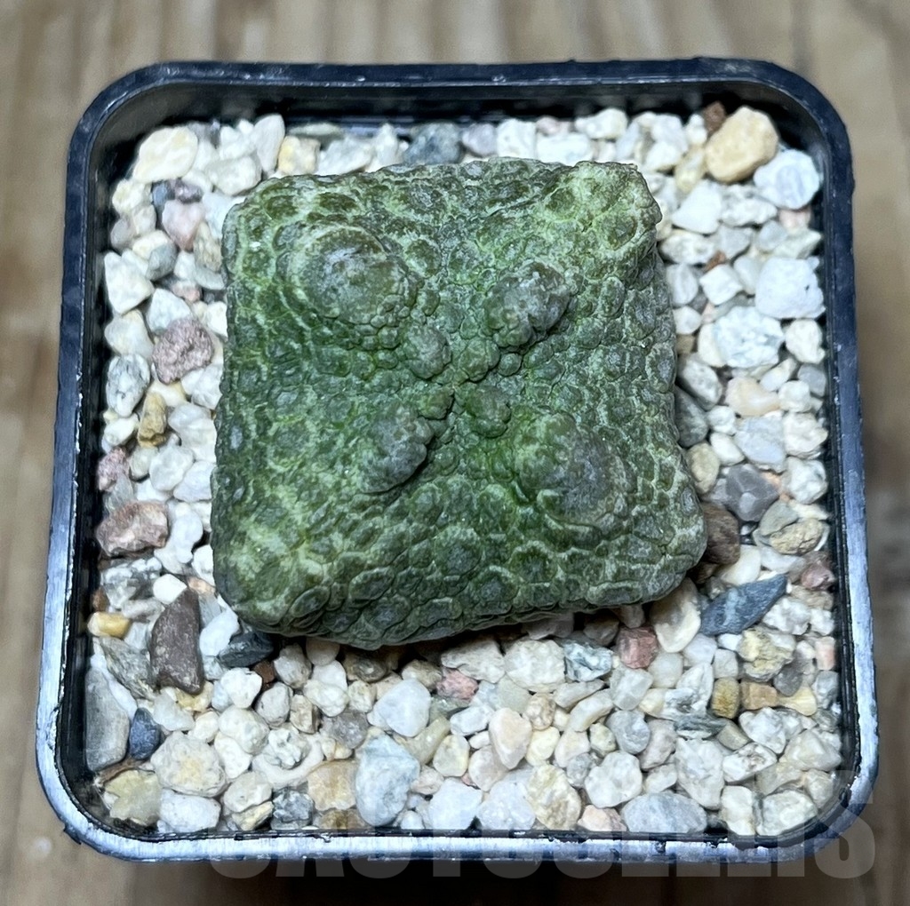 SHPR22553 Pseudolithos cubiformis - Image 2