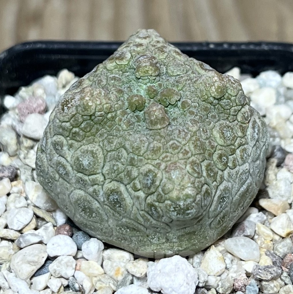 SHPR22554 Pseudolithos cubiformis