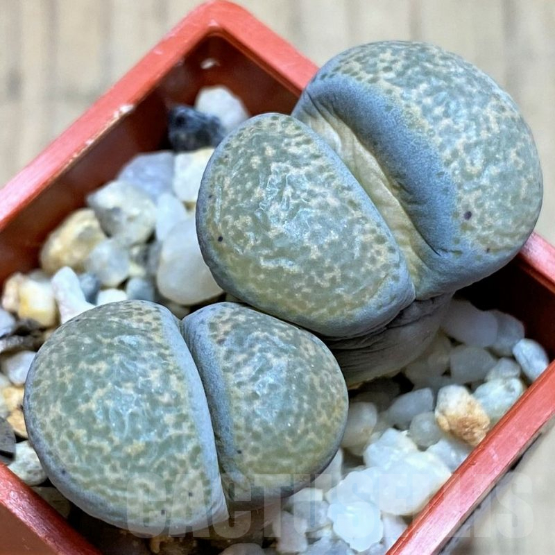 SH3156 Lithops terricolor v. peersii -Willowmore-