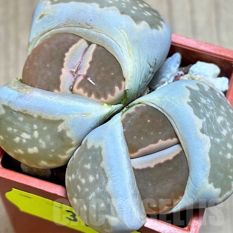SH3165 Lithops julii 'Kikushogiyoku' hybrid -China-