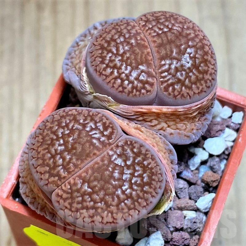 SH3167 Lithops hookeri v. marginata